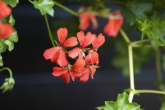 035-Sfeer-geranium